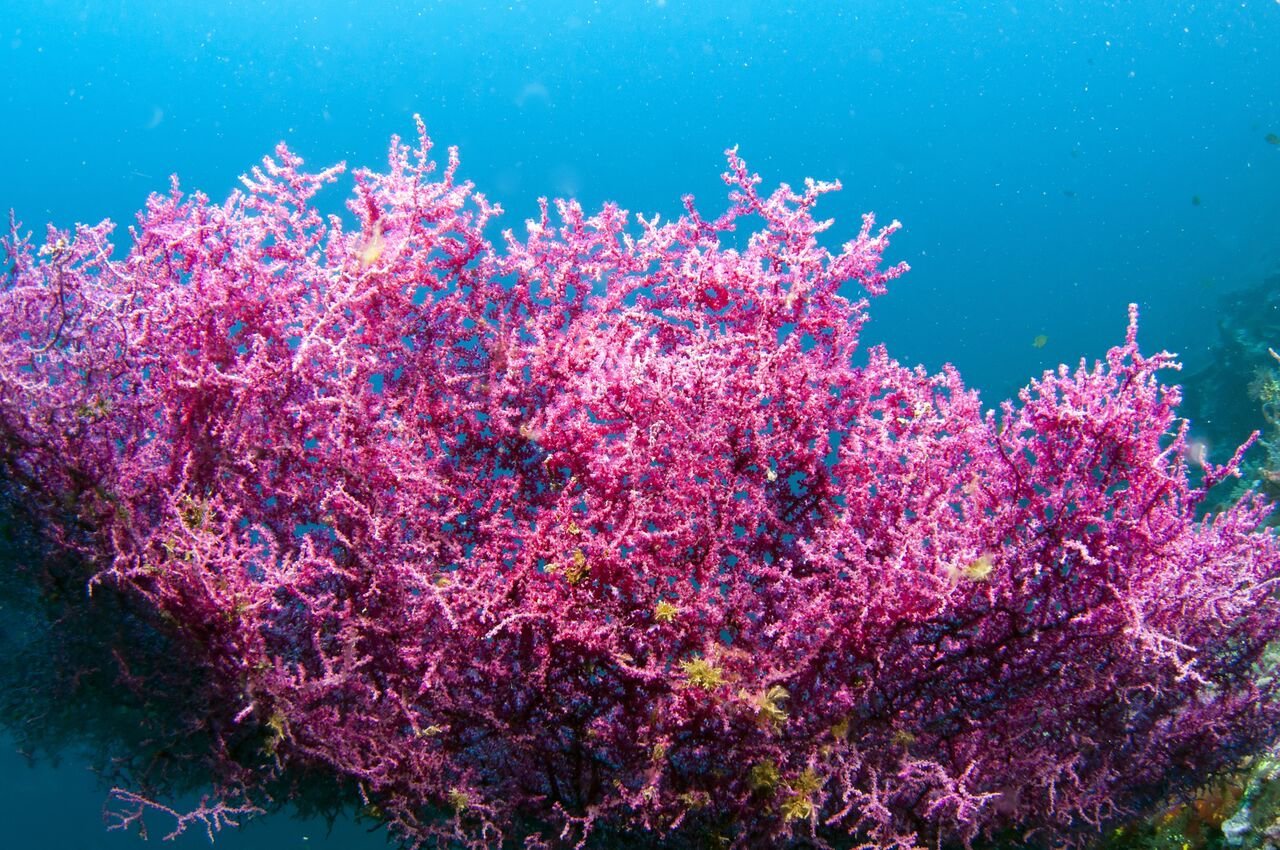 Elysium Sea Superfood: o poder dos minerais marinhos para sua saúde
