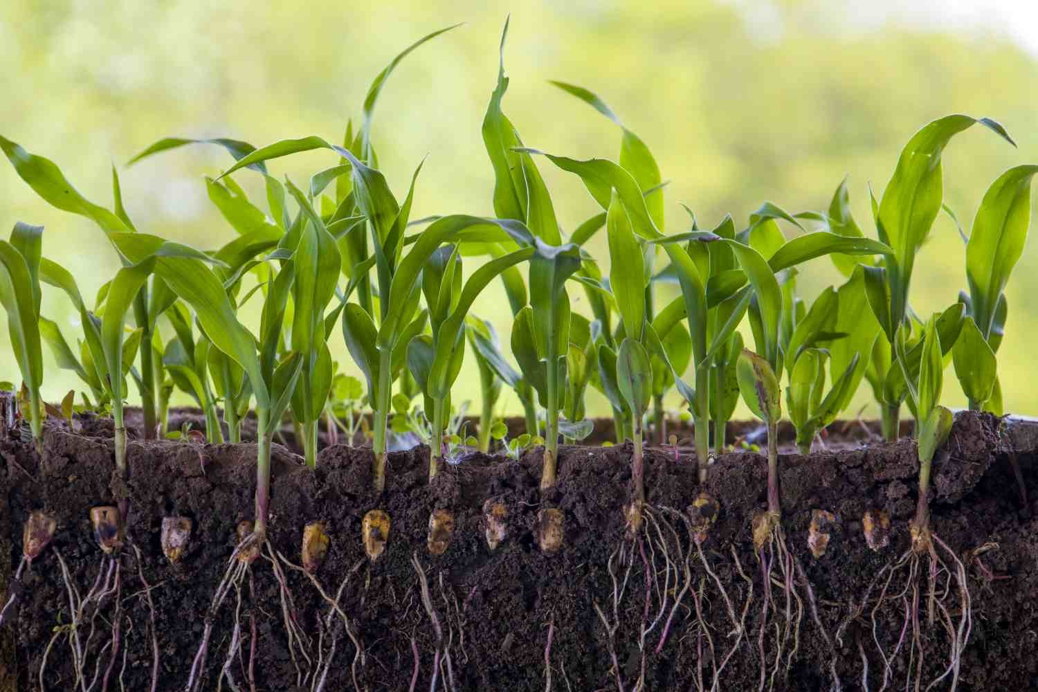 Raízes fortes, safra segura: como a linha Agro da Elysium fortalece sua plantação