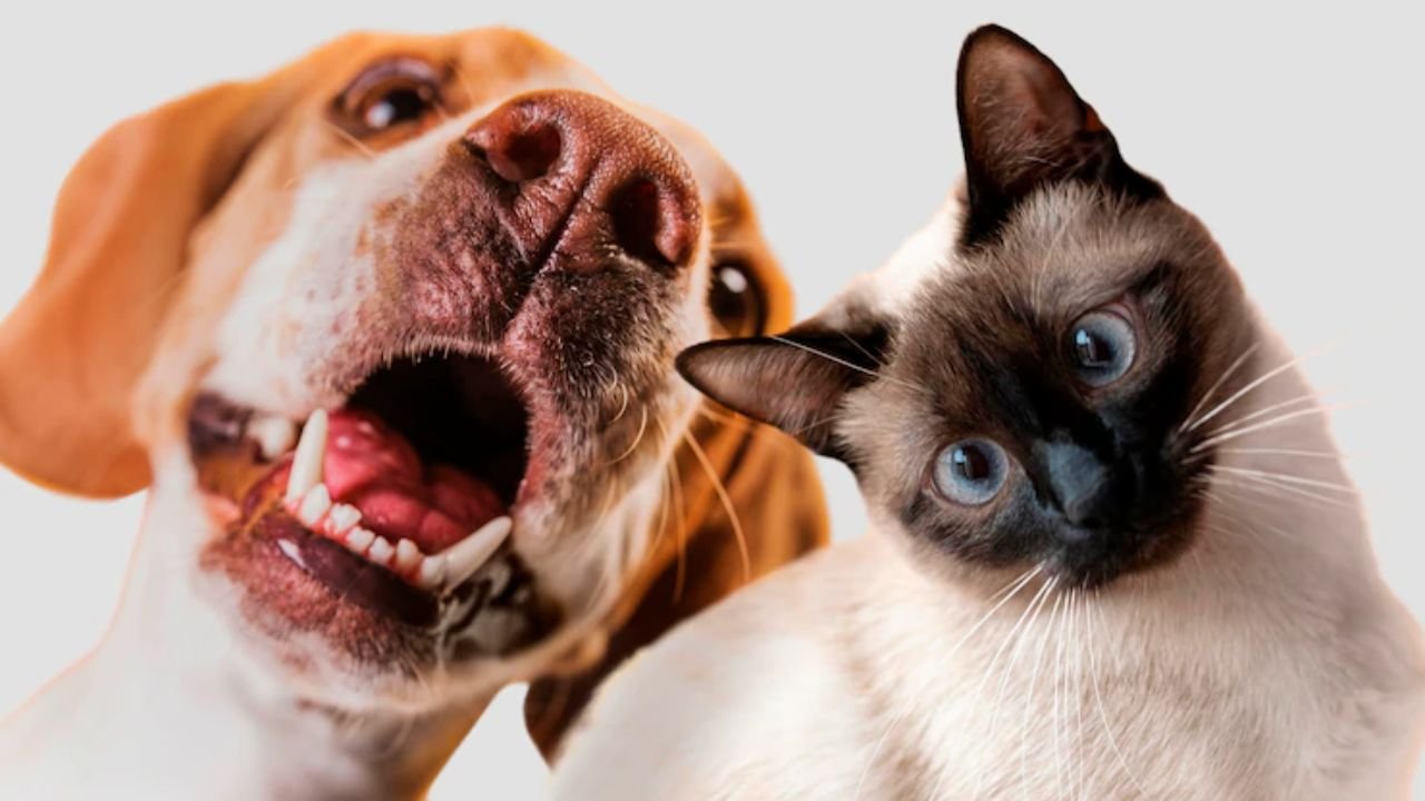 Elysium Pet – Nutrição e bem-estar animal